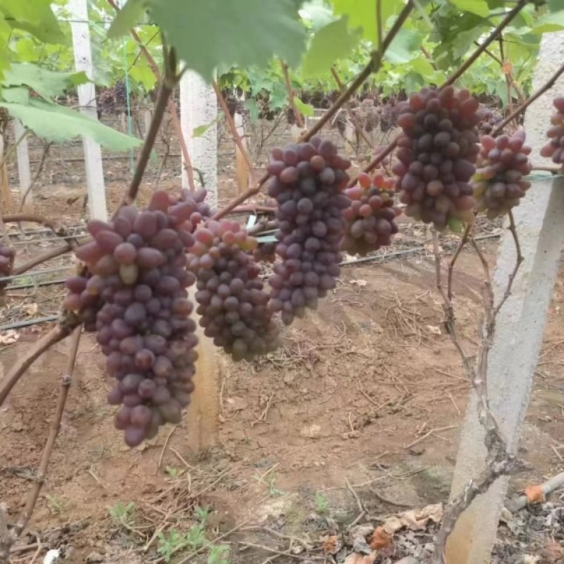 茉莉香葡萄大量上市大棚茉莉香产地直供批发茉莉