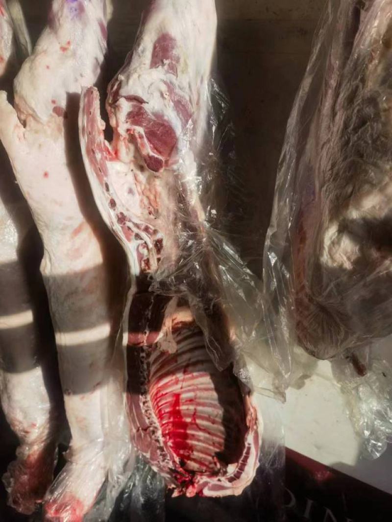 甘肃祁连牧场羔羊肉，产地直销，通体白条，品质好