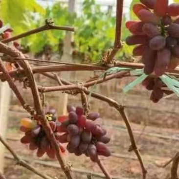 茉莉香葡萄电商货产地直供大棚货茉莉香葡萄批发