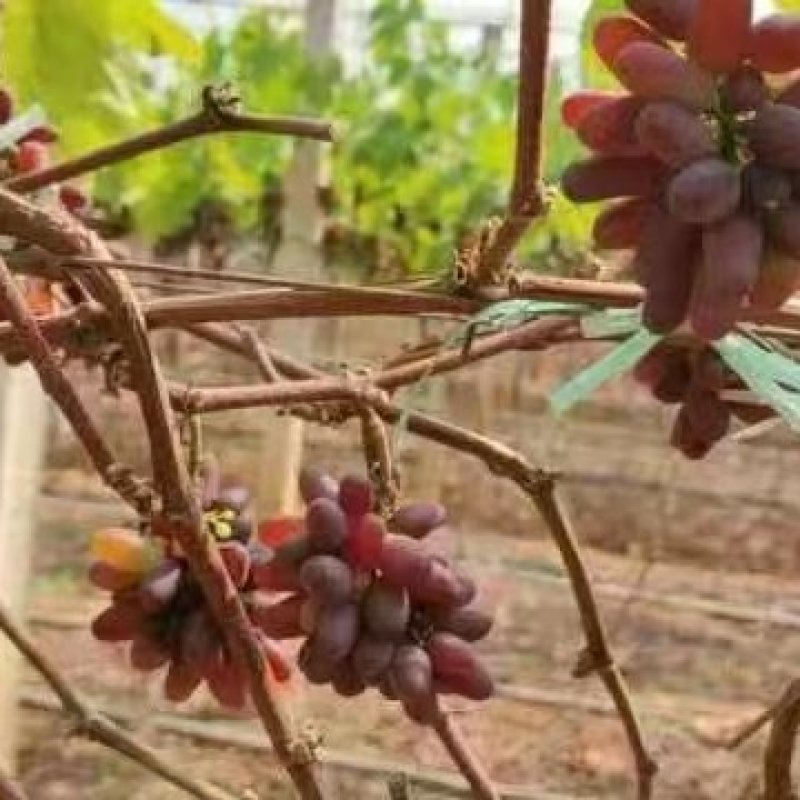 茉莉香葡萄电商货产地直供大棚货茉莉香葡萄批发