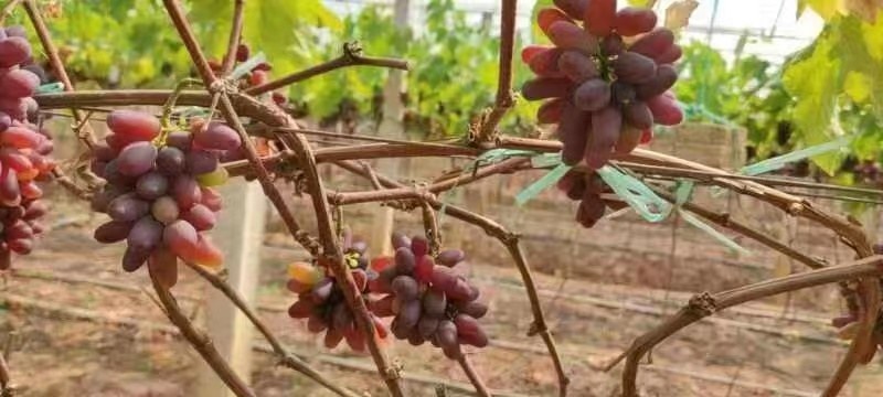 茉莉香葡萄电商货产地直供大棚货茉莉香葡萄批发