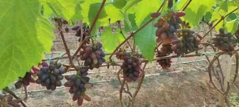 茉莉香葡萄电商货产地直供大棚货茉莉香葡萄批发