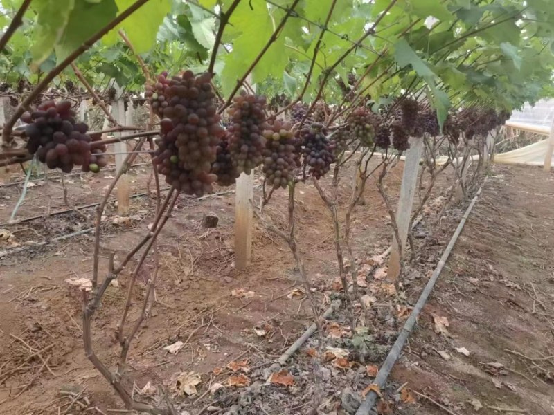 茉莉香葡萄电商货产地直供大棚货茉莉香葡萄批发