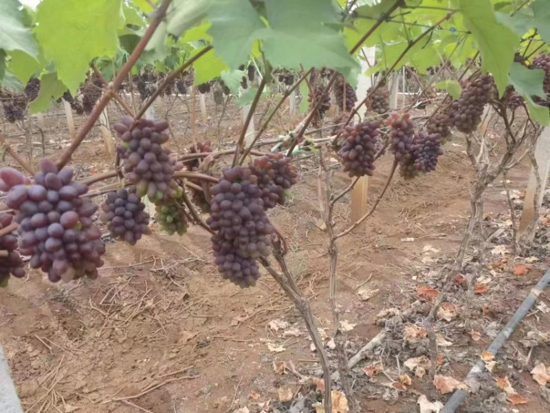 茉莉香葡萄电商货产地直供大棚货茉莉香葡萄批发