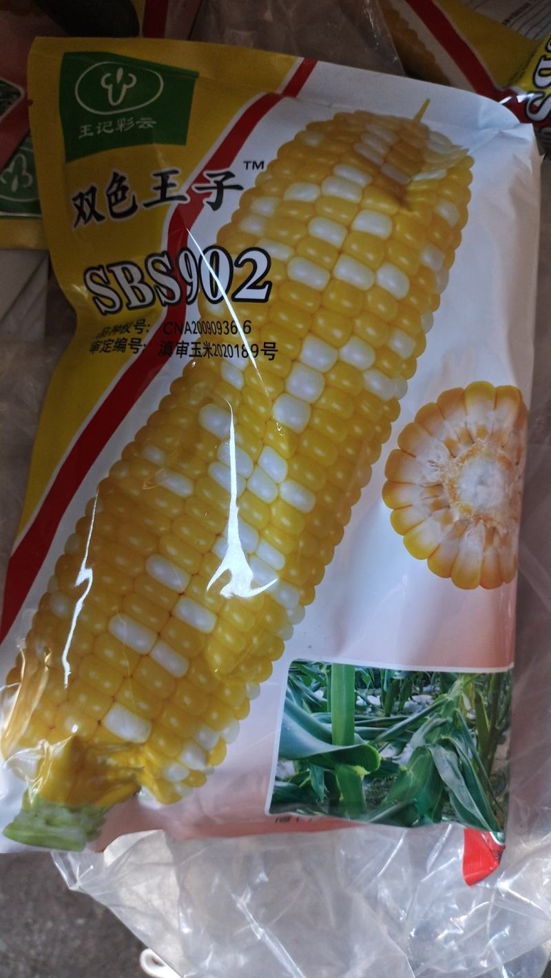 玉米苗(华泰五谷902)花超，