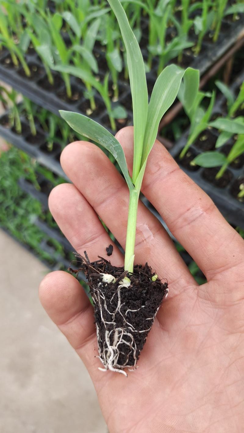 玉米苗(华泰五谷902)花超，