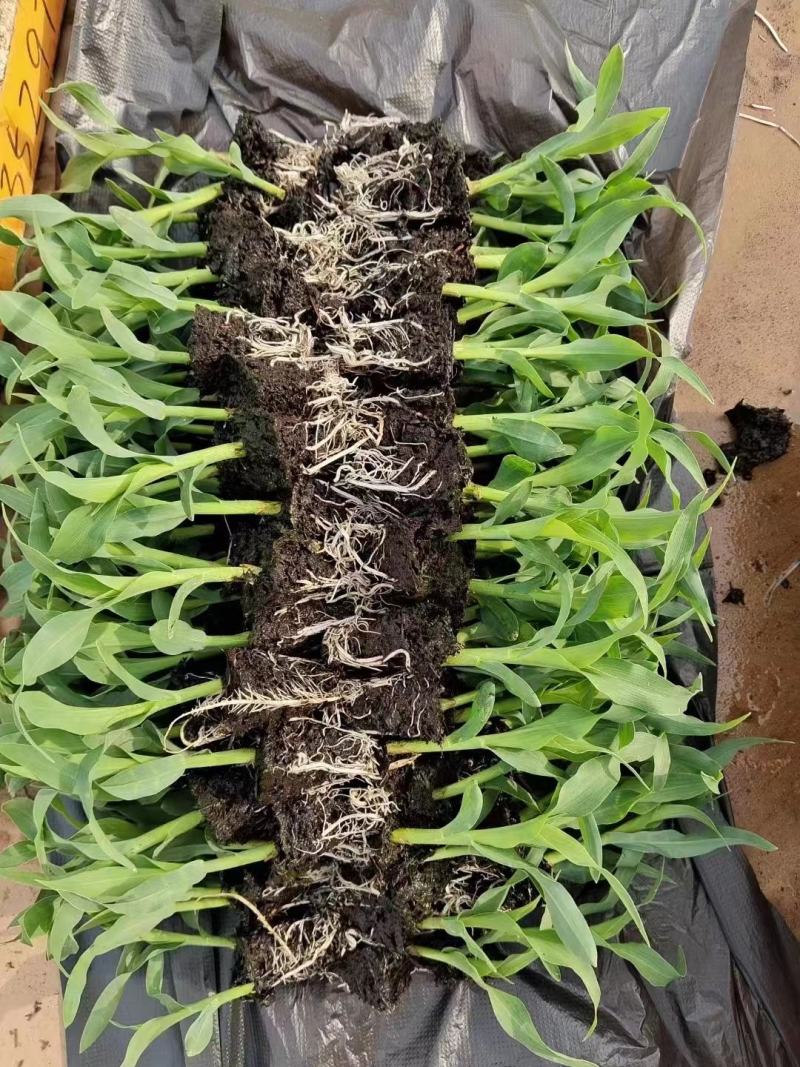 玉米苗(华泰五谷902)花超，