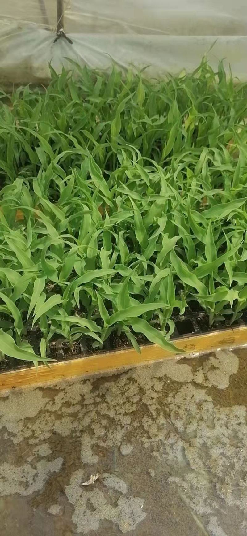 玉米苗(华泰五谷902)花超，