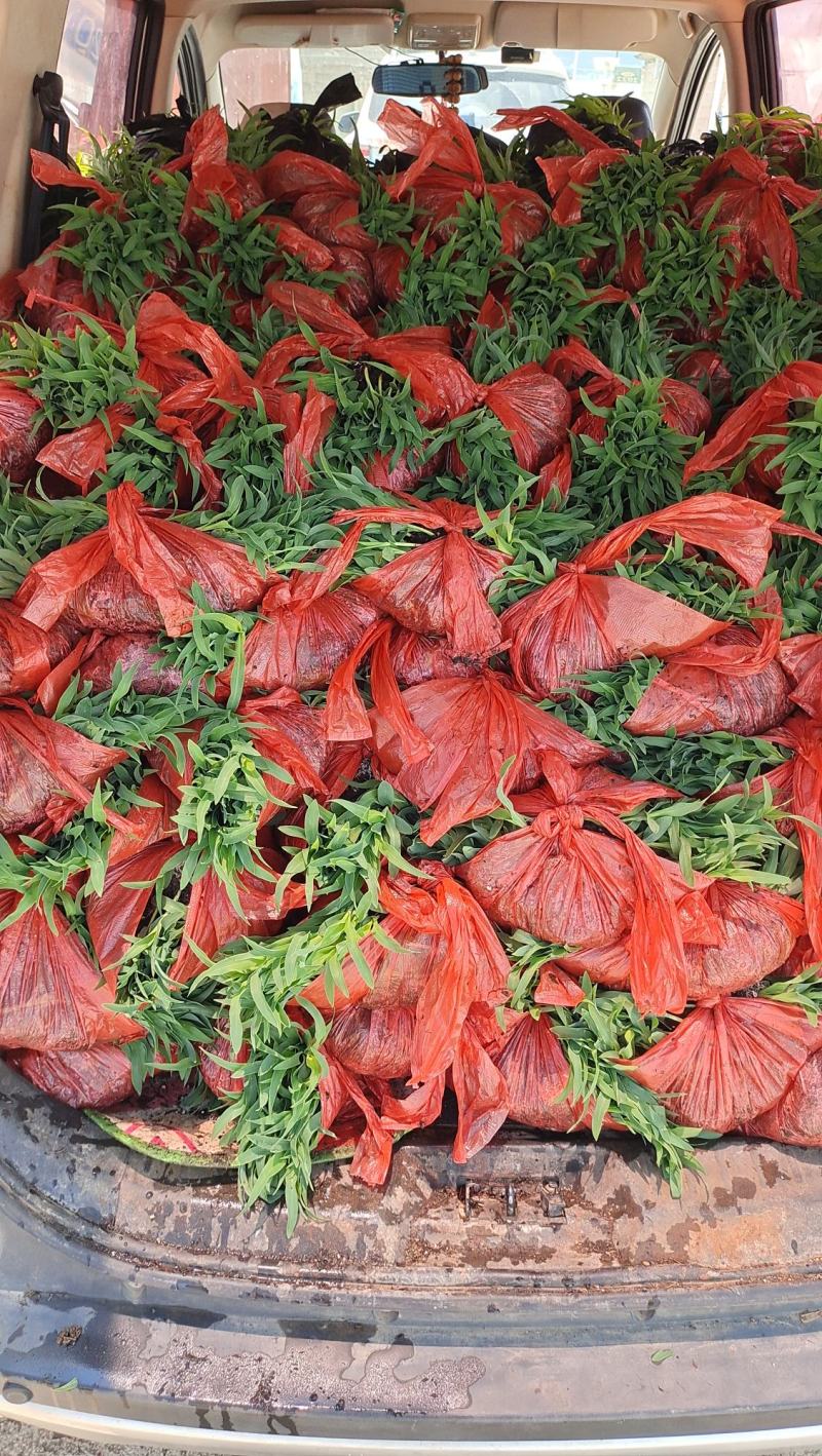 玉米苗(华泰五谷902)花超，