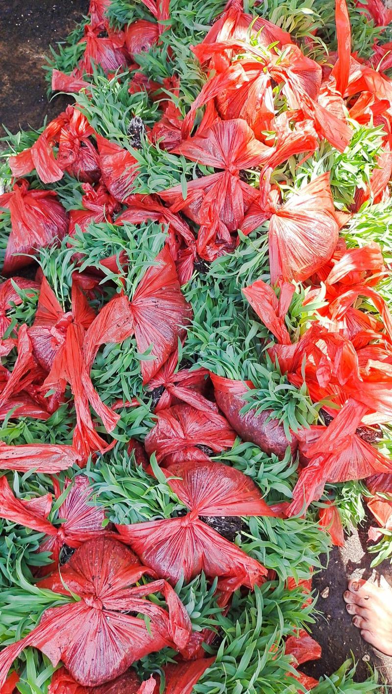 玉米苗(华泰五谷902)花超，
