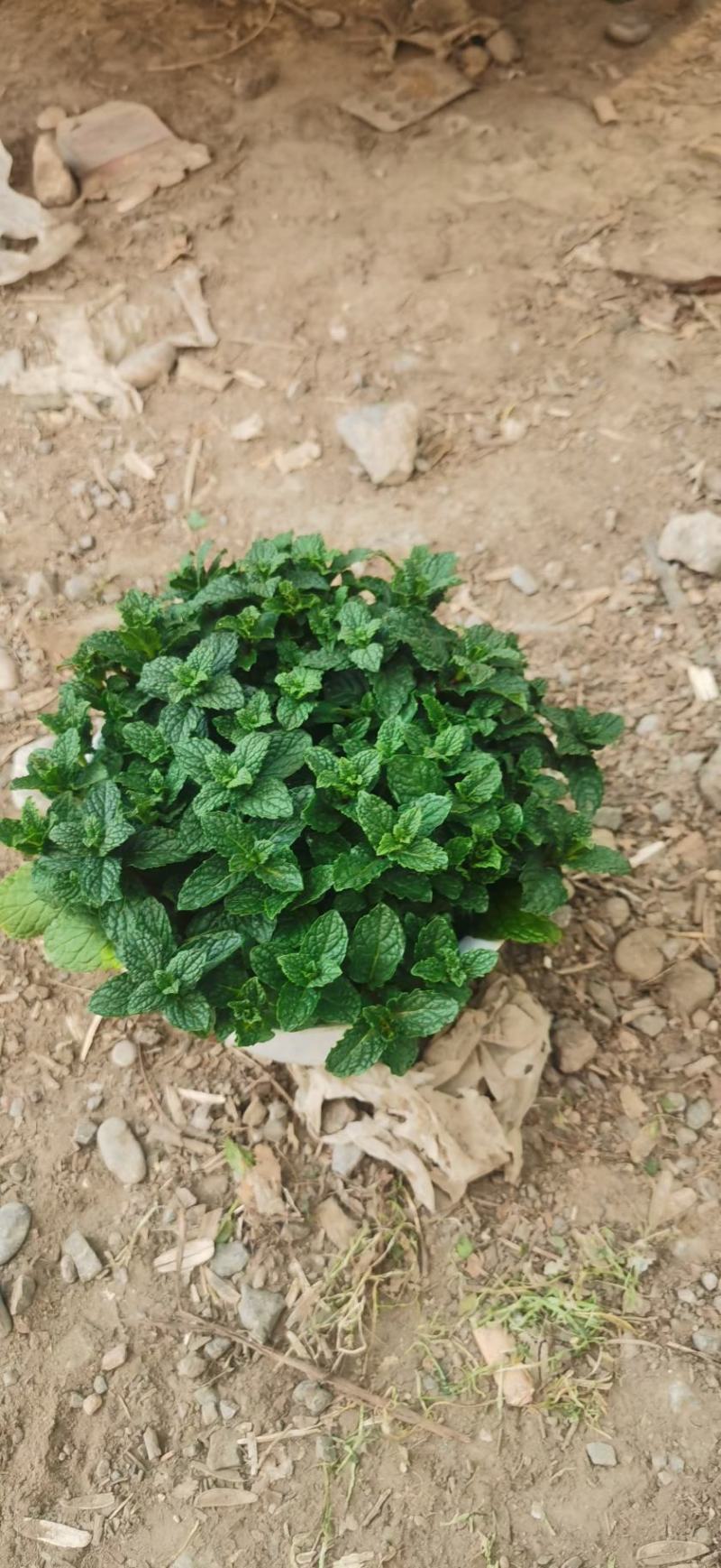 薄荷