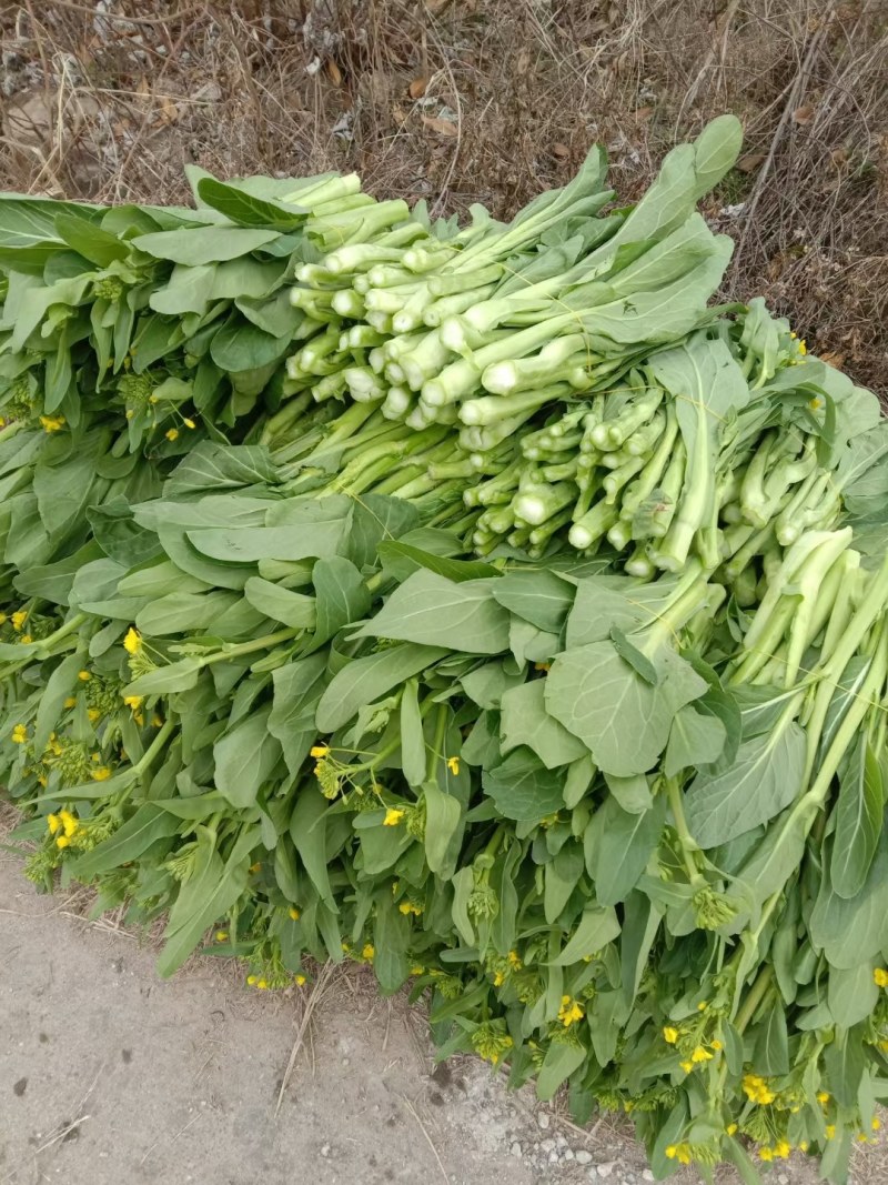 菜芯