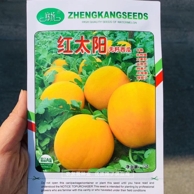 高品质礼品三倍体无籽西瓜种子中熟大果黄皮红瓤无籽瓜种籽