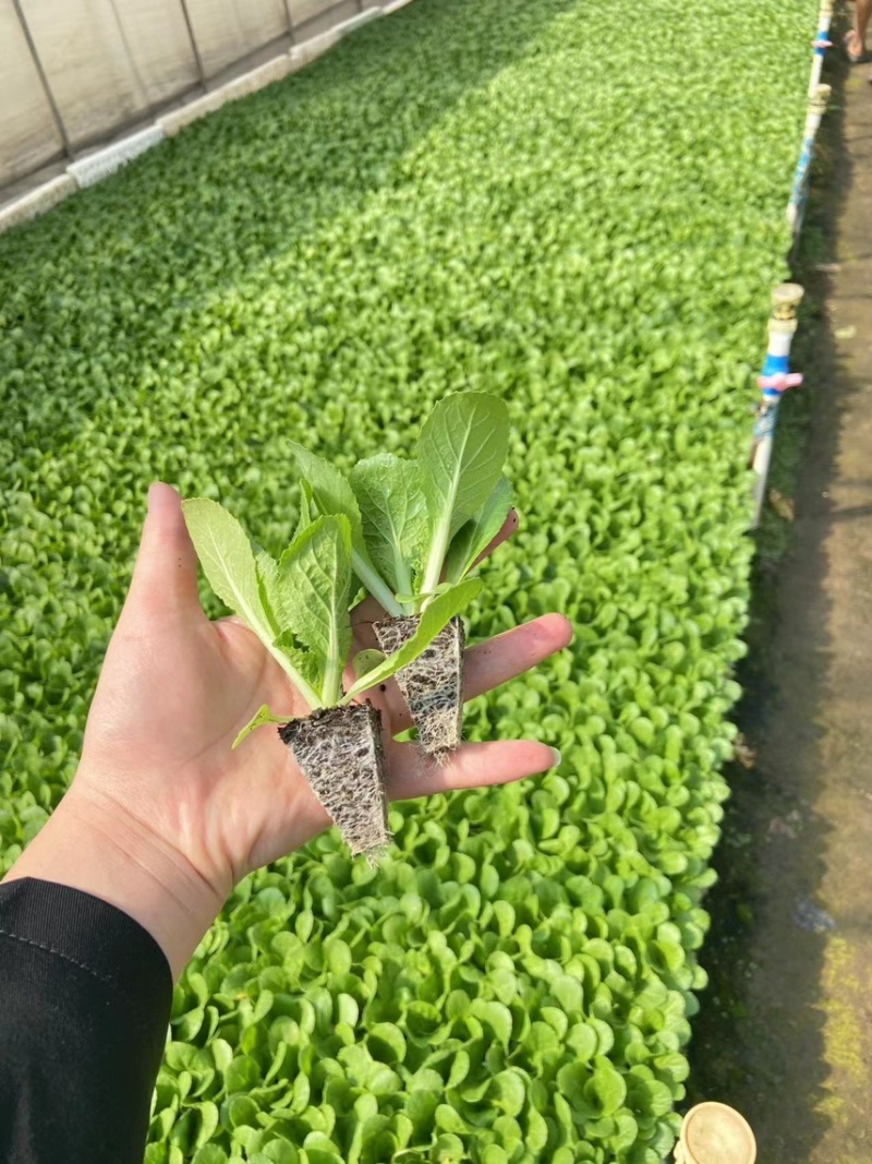 云南优质高山娃娃菜苗大白菜苗耐抽苔耐高温