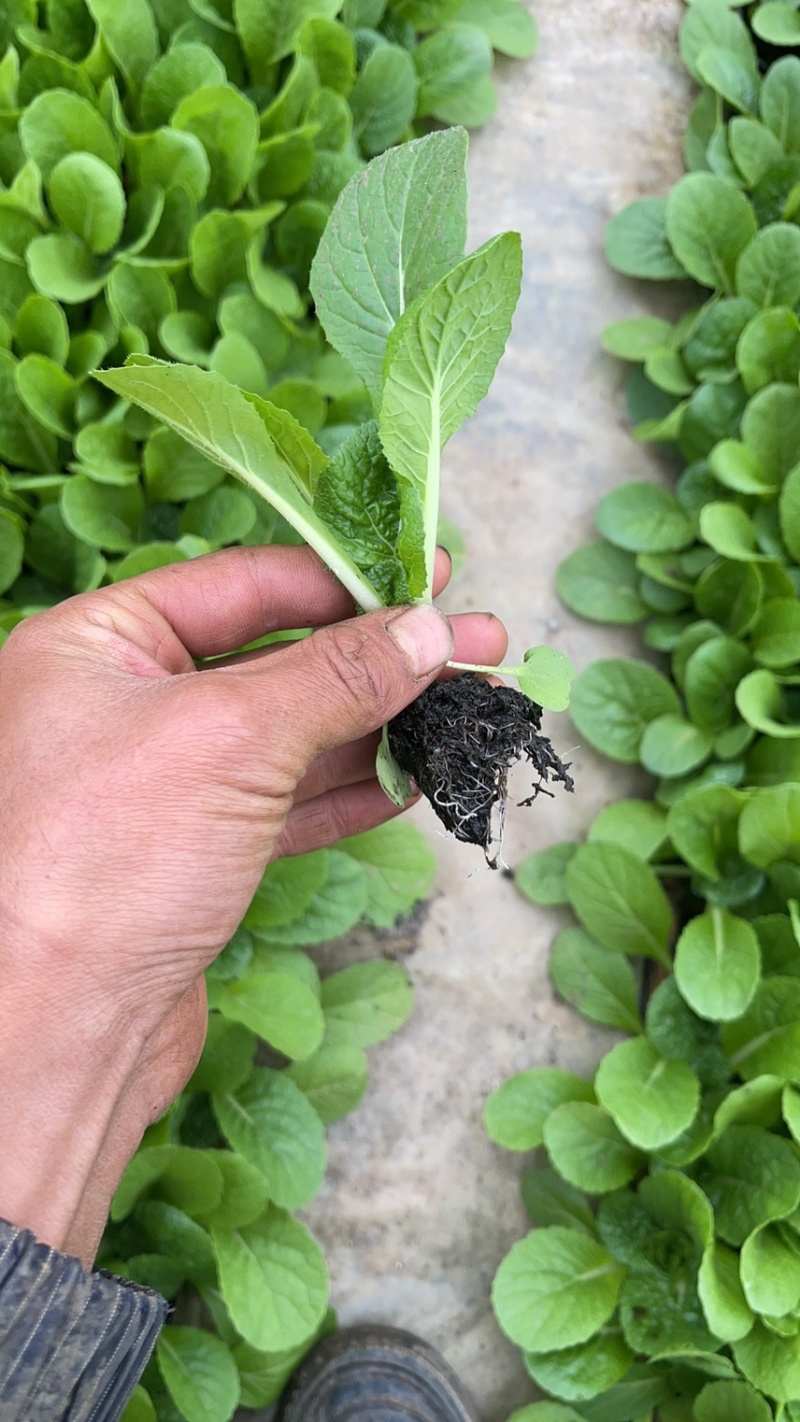 云南优质高山娃娃菜苗大白菜苗耐抽苔耐高温