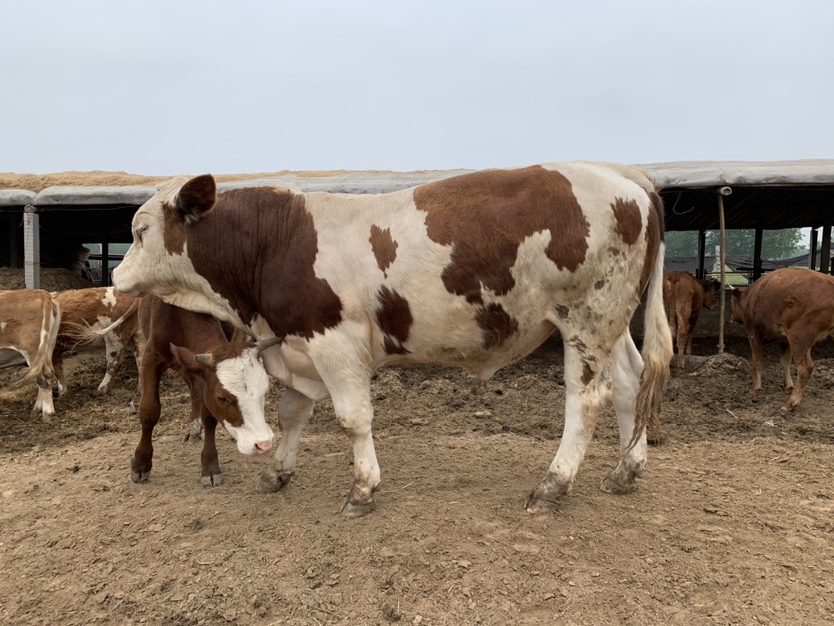 西门塔尔牛群在牧场中悠闲吃草