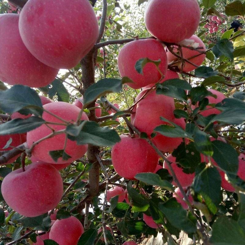 自育2001苹果苗，为保证品种纯度，从自己结果树采接芽，