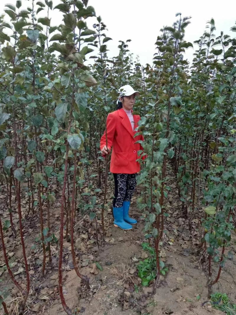自育2001苹果苗，为保证品种纯度，从自己结果树采接芽，