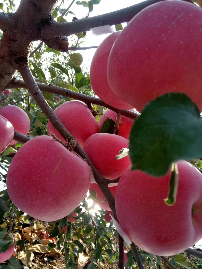 自育2001苹果苗，为保证品种纯度，从自己结果树采接芽，