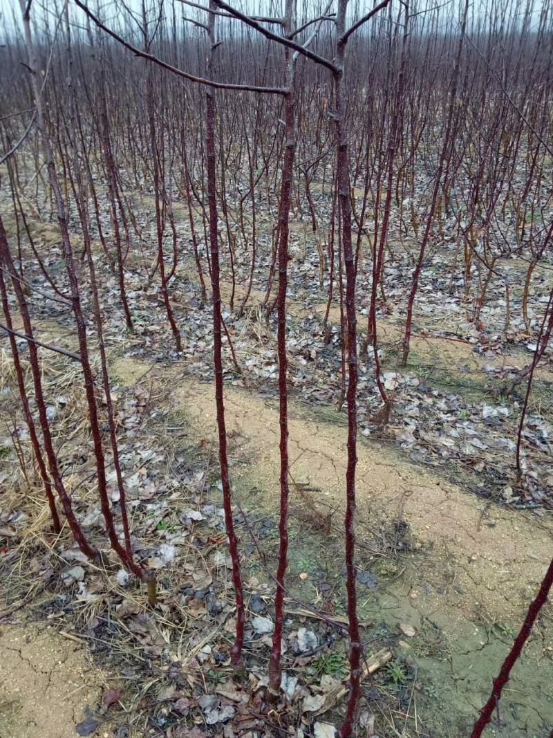 自育2001苹果苗，为保证品种纯度，从自己结果树采接芽，