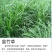 【单芽】原生态新品种皇竹5号牛马羊食用四季牧草