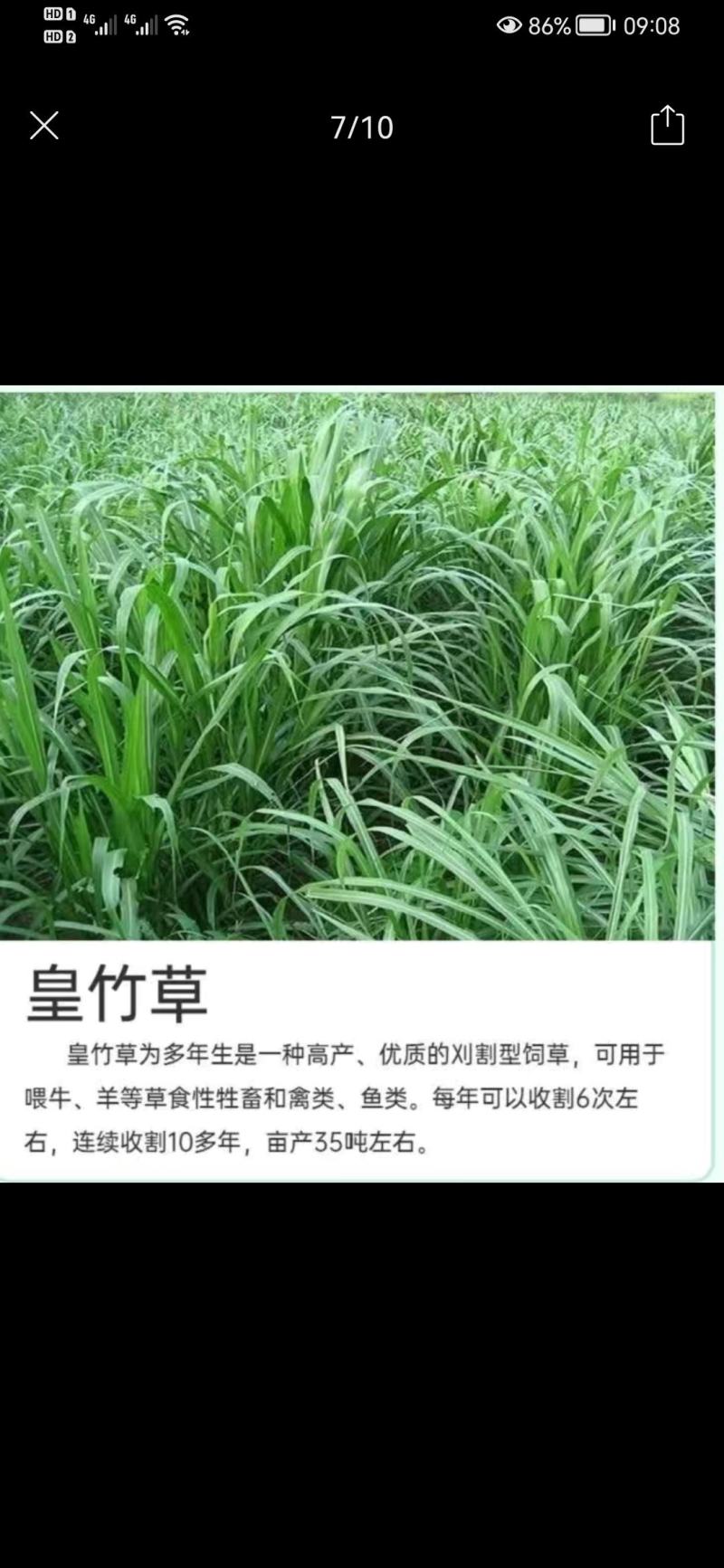【单芽】原生态新品种皇竹5号牛马羊食用四季牧草