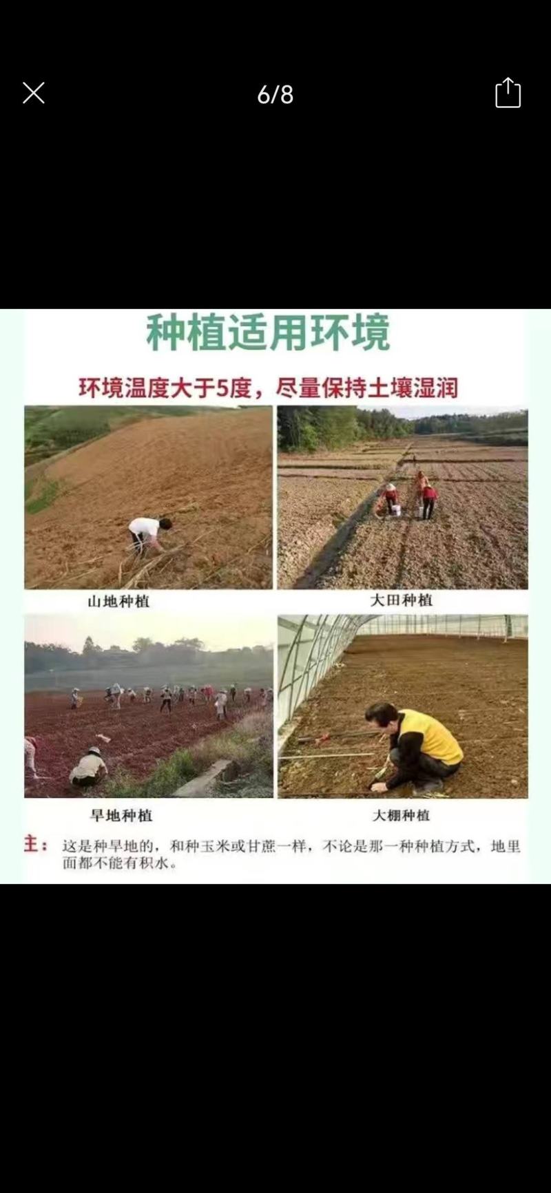 【单芽】原生态新品种皇竹5号牛马羊食用四季牧草