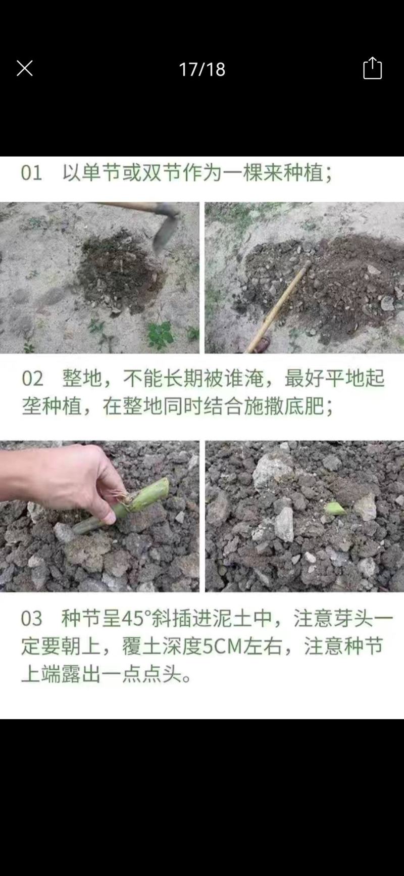 【单芽】原生态新品种皇竹5号牛马羊食用四季牧草