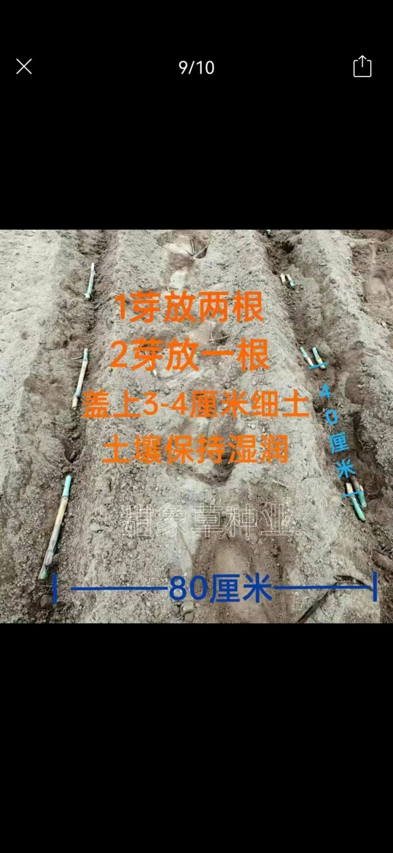 【单芽】原生态新品种皇竹5号牛马羊食用四季牧草