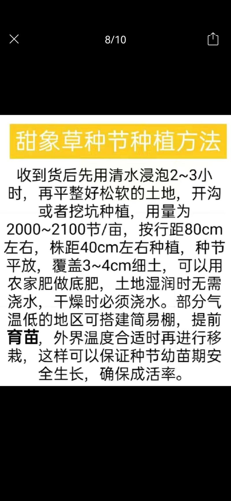 【单芽】原生态新品种皇竹5号牛马羊食用四季牧草