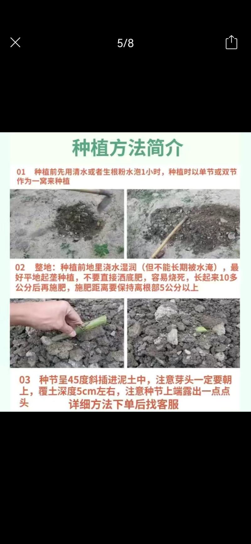 【单芽】原生态新品种皇竹5号牛马羊食用四季牧草