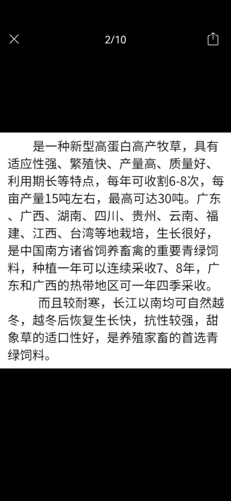 【单芽】原生态新品种皇竹5号牛马羊食用四季牧草