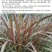 【单芽】原生态新品种皇竹5号牛马羊食用四季牧草