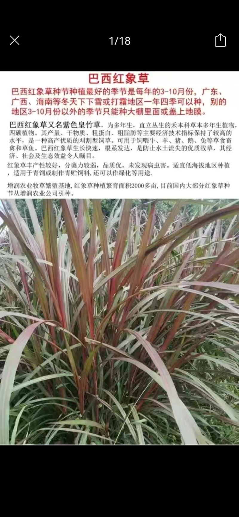 【单芽】原生态新品种皇竹5号牛马羊食用四季牧草