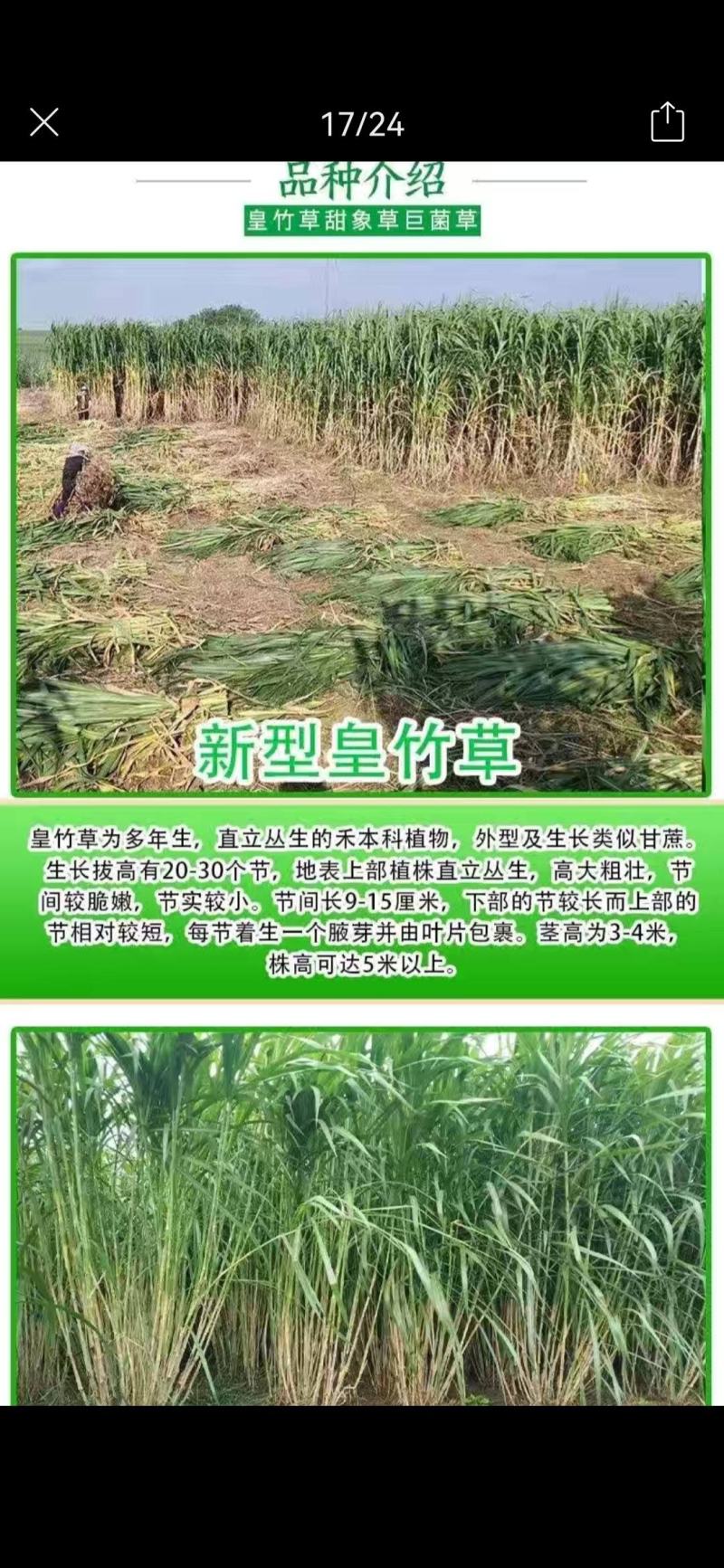 【单芽】原生态新品种皇竹5号牛马羊食用四季牧草
