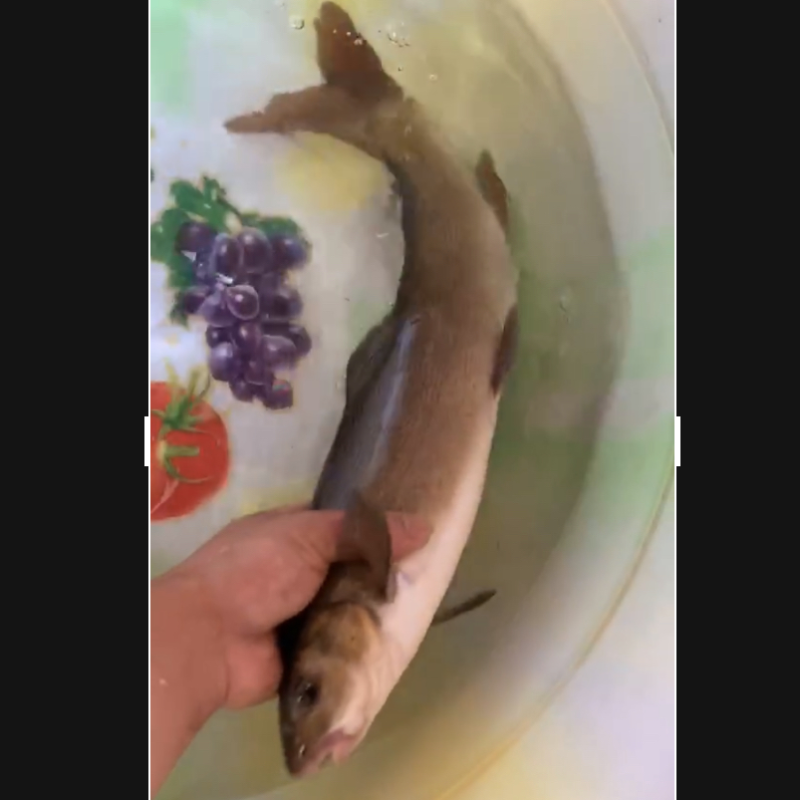 雅鱼裂肺鱼。细鳞鱼各种泉水养殖特种鱼类