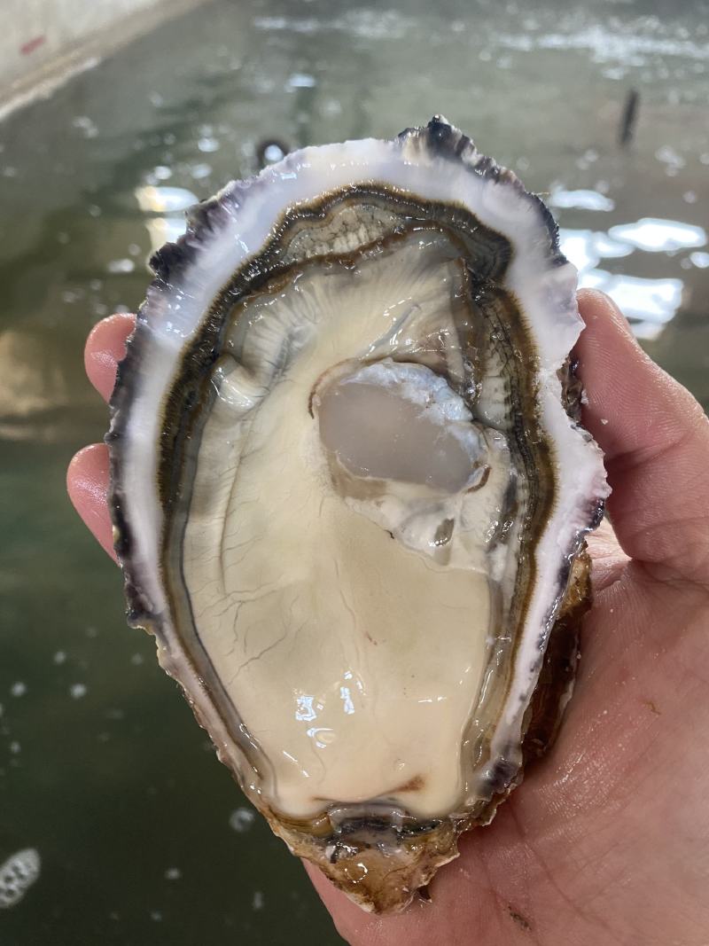 乳山牡蛎生蚝养殖基地直供，精品蚝三倍体生蚝