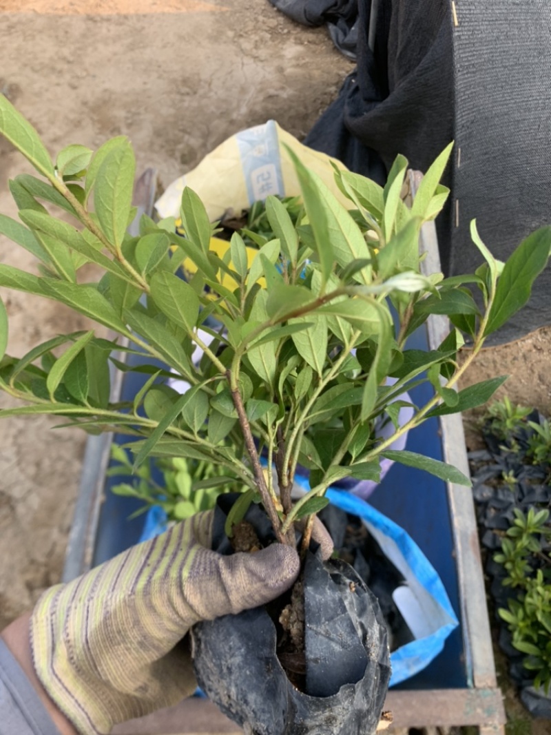 杜鹃花毛杜鹃基地直销一手货源价格优惠