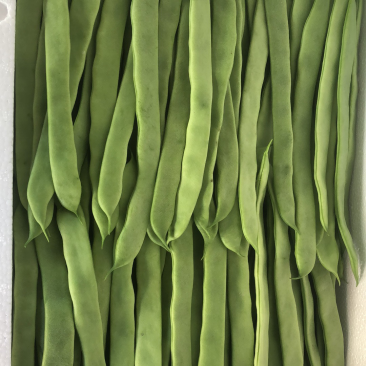 福建扁豆大量上市