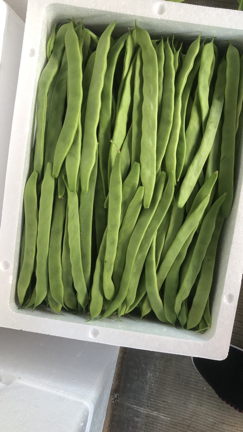 福建扁豆大量上市