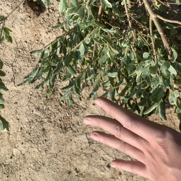 花叶女贞银姬小腊基地直销一手或许啊