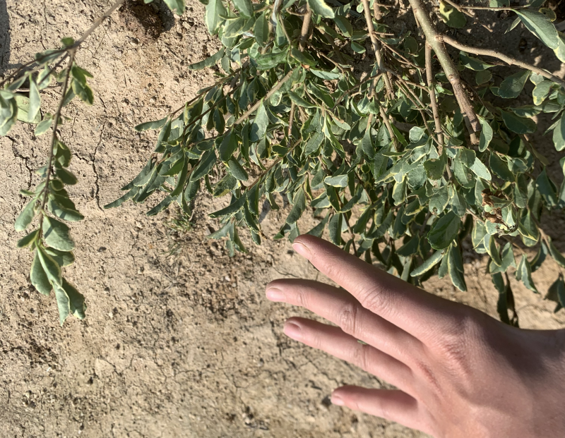 花叶女贞银姬小腊基地直销一手或许啊