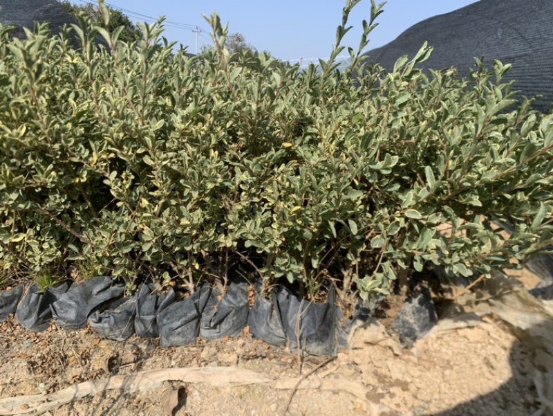花叶女贞银姬小腊基地直销一手或许啊