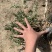 花叶女贞银姬小腊基地直销一手或许啊
