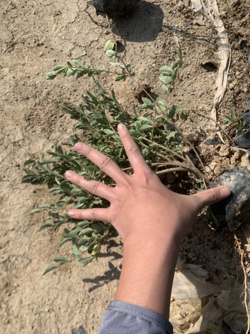 花叶女贞银姬小腊基地直销一手或许啊