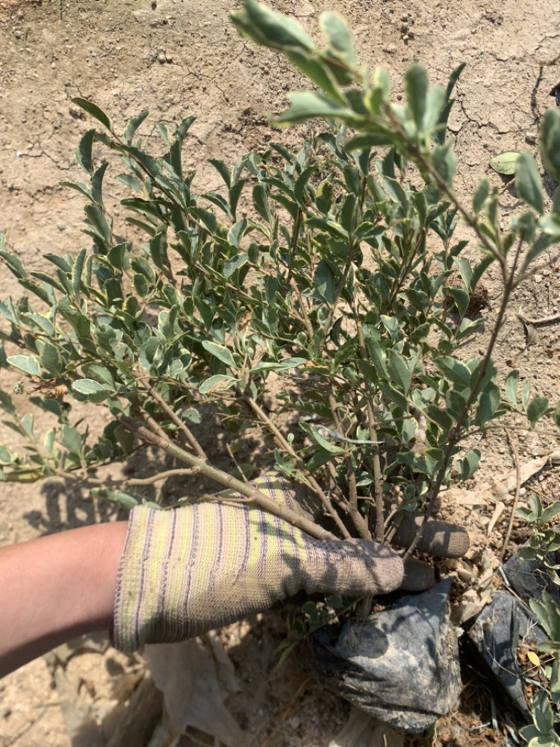 花叶女贞银姬小腊基地直销一手或许啊