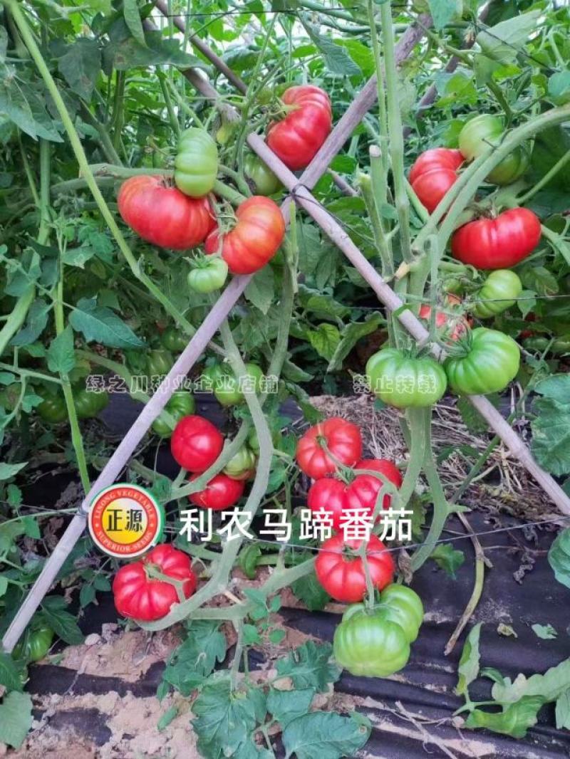 利农马蹄番茄种子杂交种基地专用甜味足口感好大红西红柿种子