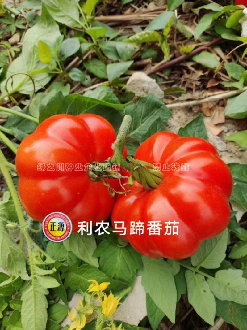利农马蹄番茄种子杂交种基地专用甜味足口感好大红西红柿种子