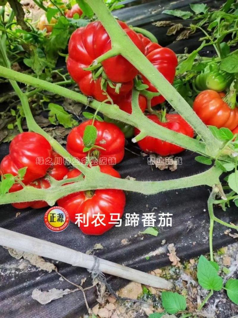 利农马蹄番茄种子杂交种基地专用甜味足口感好大红西红柿种子