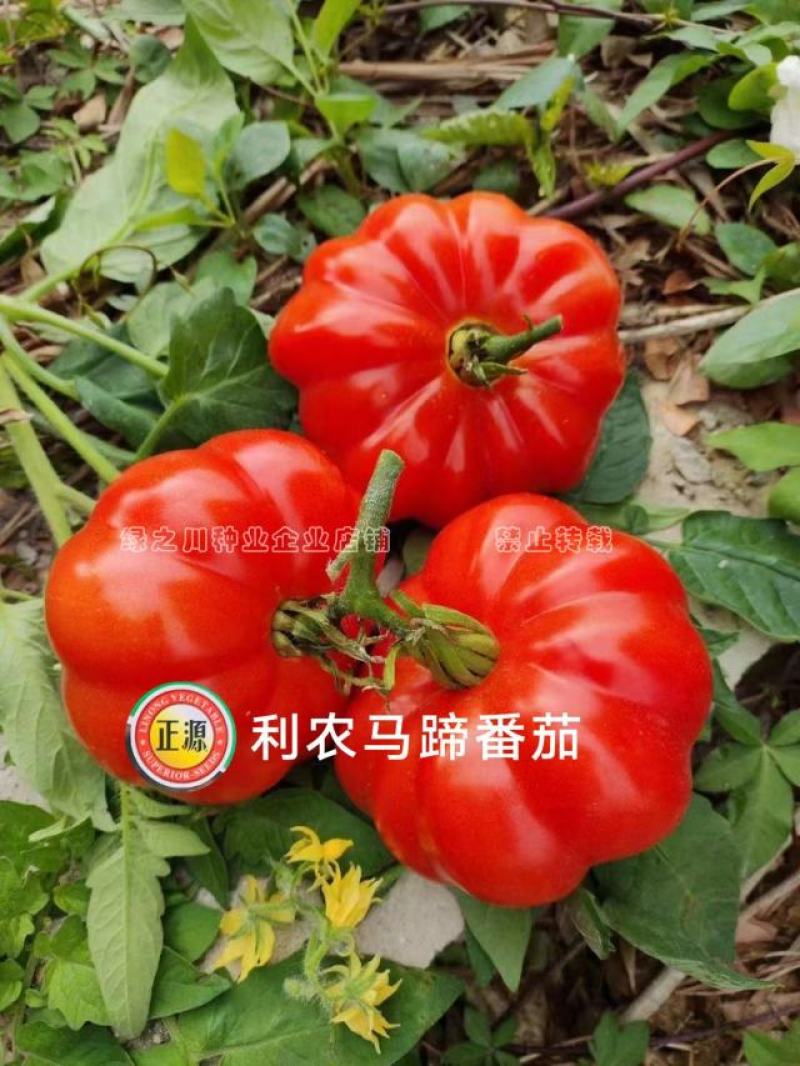 利农马蹄番茄种子杂交种基地专用甜味足口感好大红西红柿种子